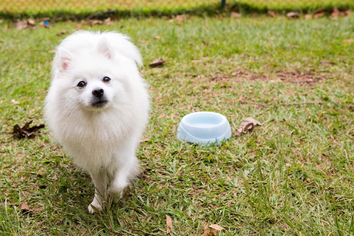 White fluffy dog standing on grass with a blue water bowl behind it.