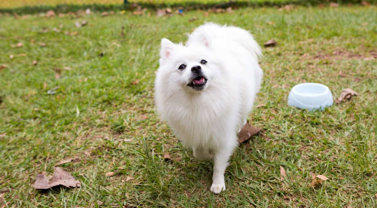 White fluffy dog walking on grass with its tongue out and a blue water bowl in the background.
