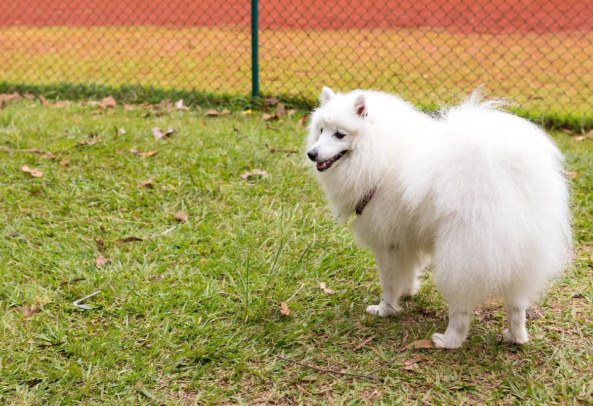 White fluffy dog standing on grass looking to the side near a fenced yard.