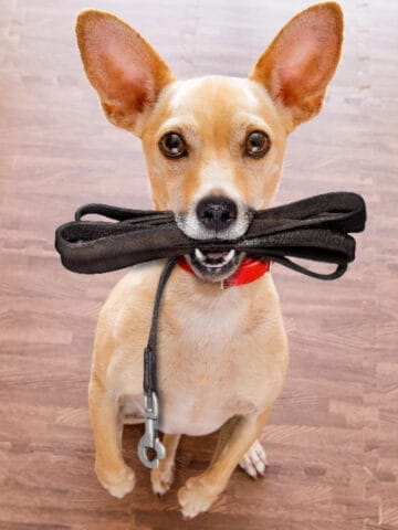 Small dog sitting indoors holding a black leash in its mouth, ready for a walk.