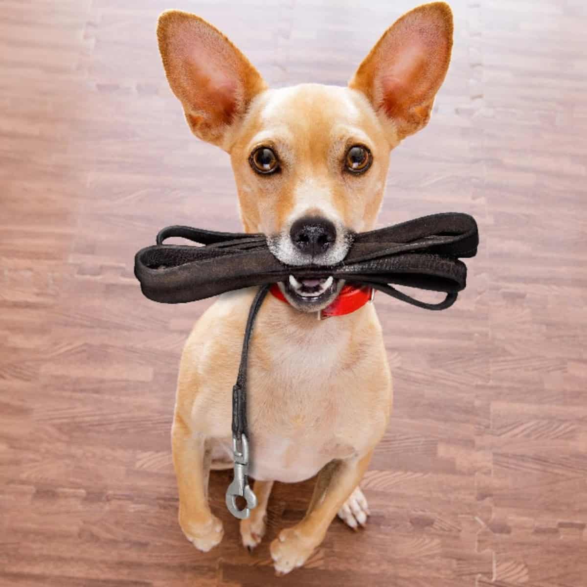 Small dog sitting indoors holding a black leash in its mouth, ready for a walk.
