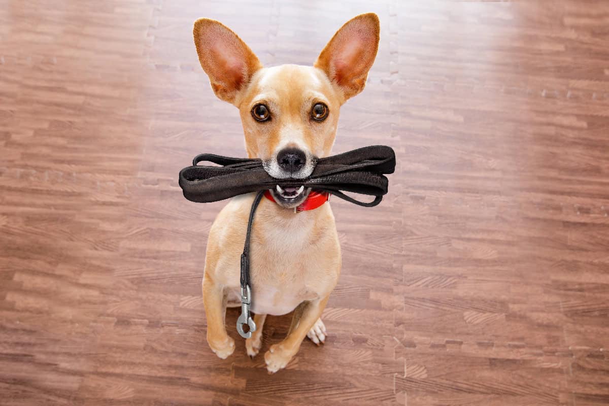 Small tan dog sitting indoors holding a black leash in its mouth, ready for a walk.
