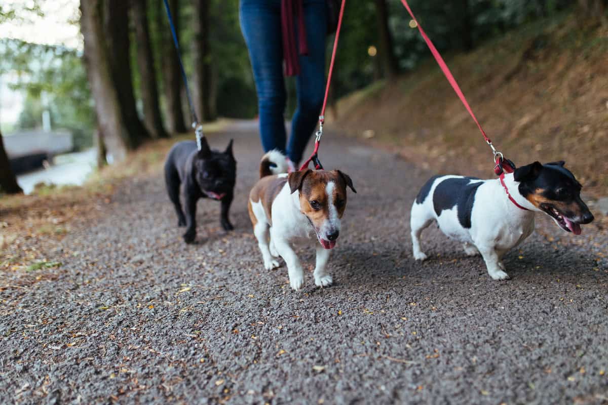 Three small dogs on red leashes walking along a wooded trail with their owner.