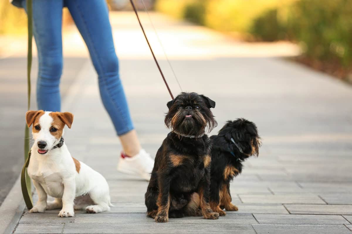 Group of small dogs on leashes sitting beside their owner on a sunny sidewalk.