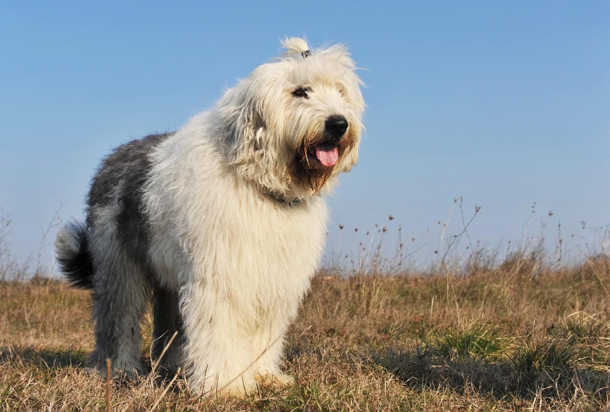 A large, fluffy Old English Sheepdog standing in a dry grassy field, with long white and gray fur blowing slightly in the breeze and its tongue hanging out happily.
