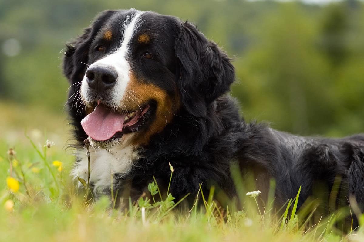 A Bernese Mountain Dog lying in a grassy meadow, showing its black, white, and tan coat while panting with its tongue out on a sunny day.