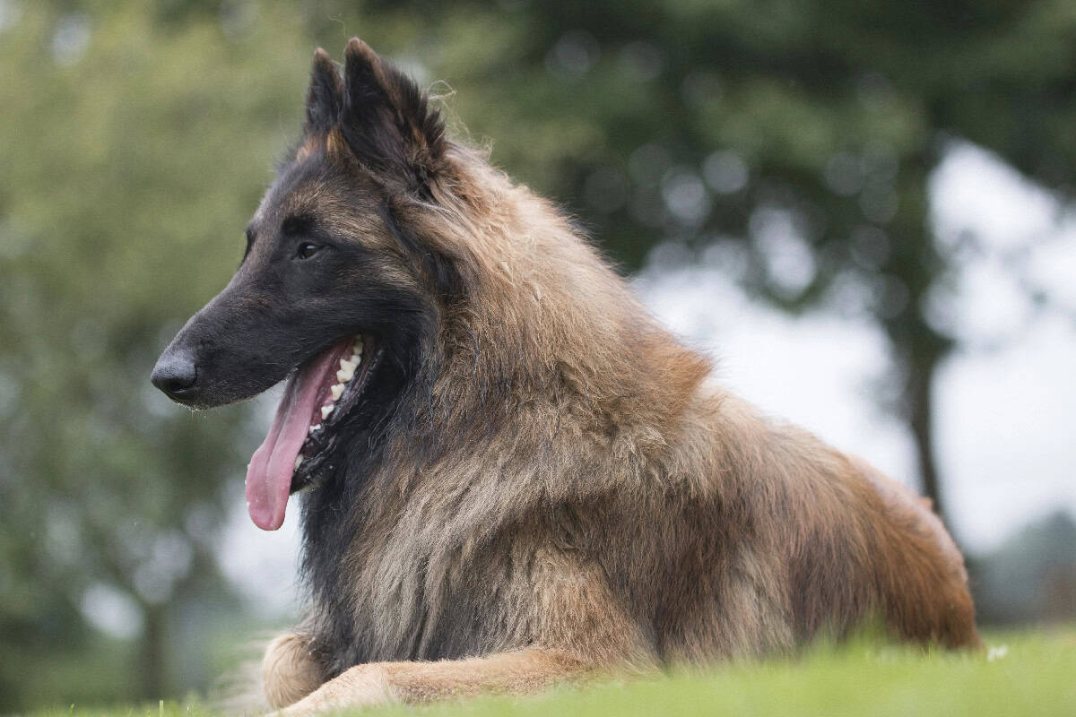 A Belgian Tervuren resting on green grass, displaying its long, thick tan and black fur and a relaxed posture with its tongue extended.