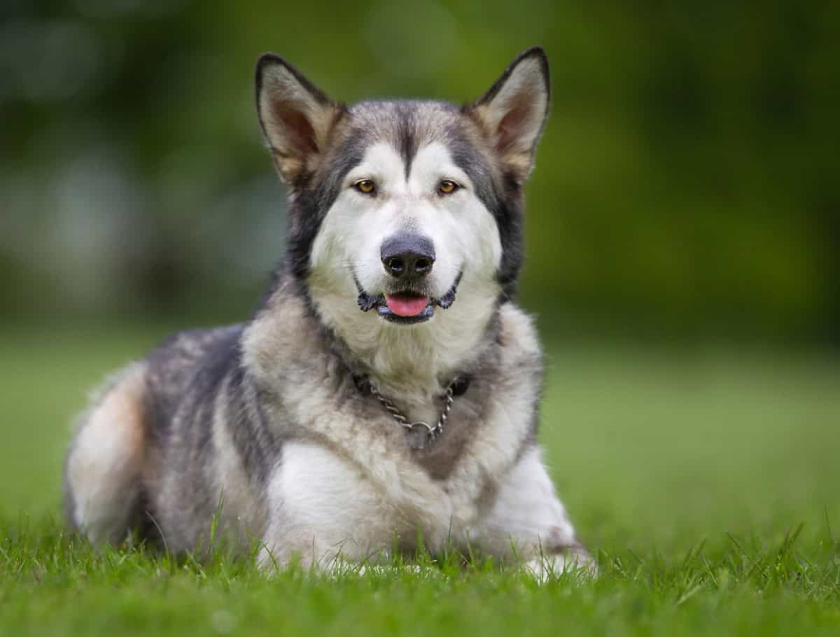 An Alaskan Malamute lying on grass, showing its thick gray and white double coat and alert upright ears with a calm expression.