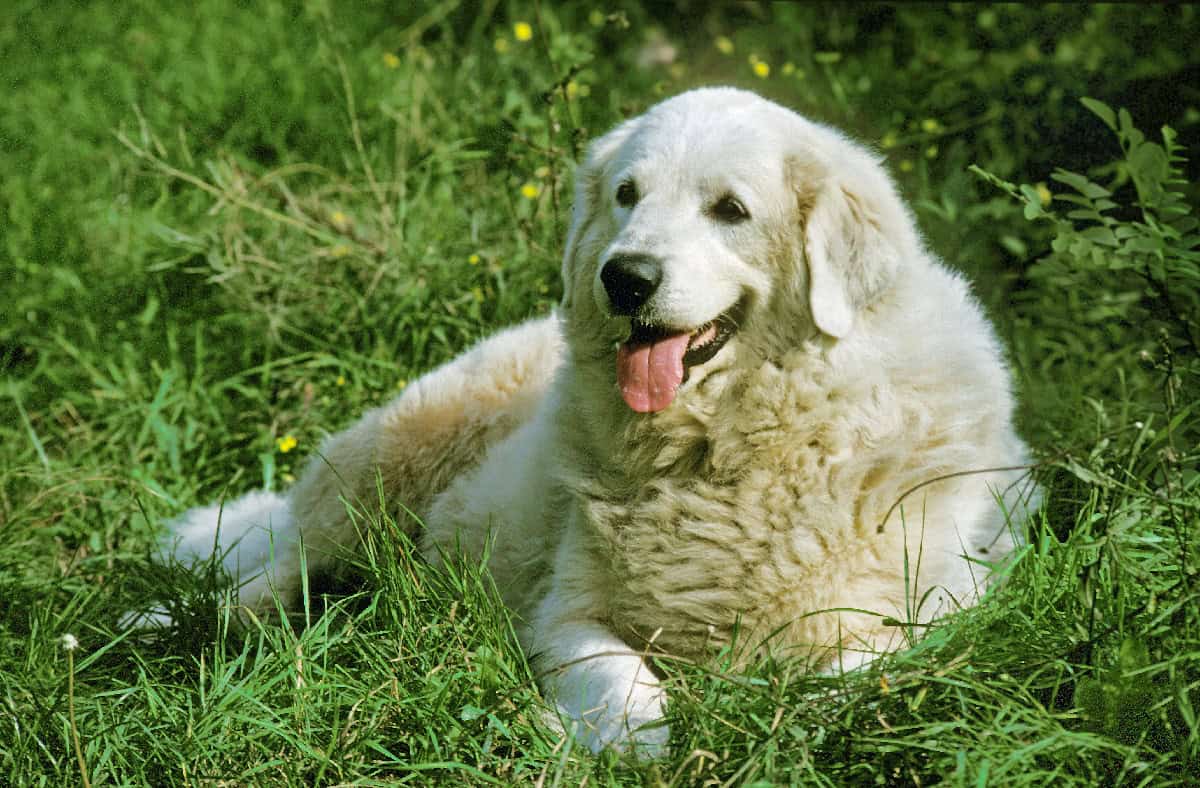 A Great Pyrenees lounging in tall green grass, featuring its dense white coat and gentle face while panting softly.