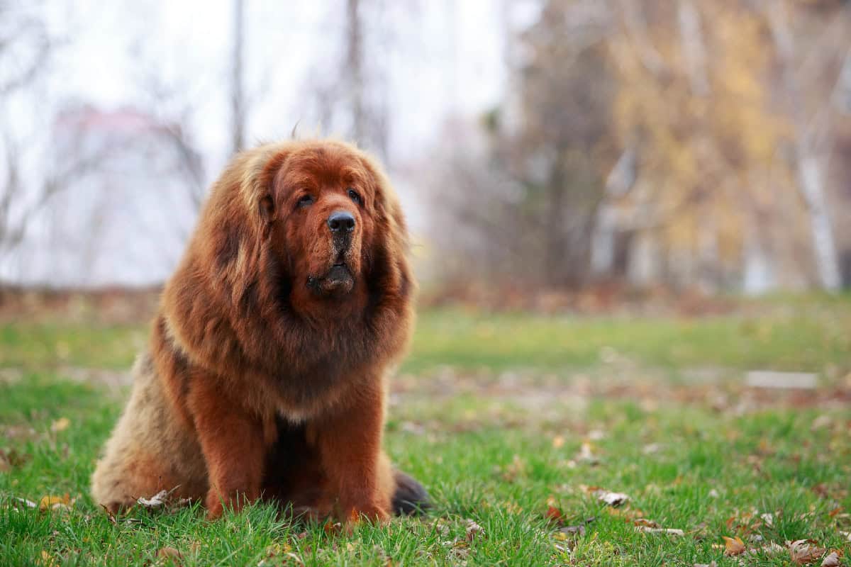 A massive Tibetan Mastiff sitting on grass, with a thick reddish-brown mane-like coat and a serious, calm expression.