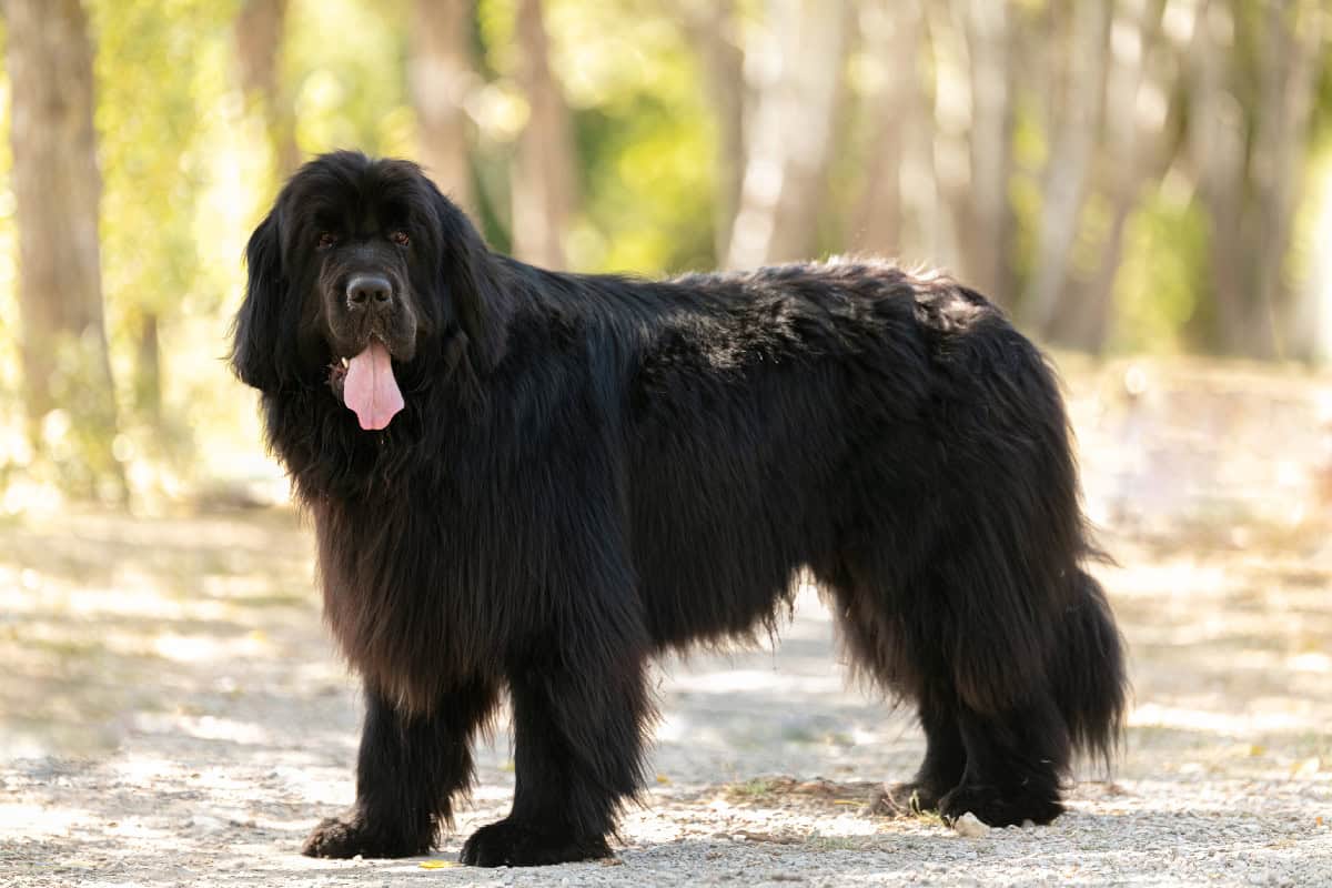 A large black Newfoundland dog standing on a forest path, displaying its long fluffy coat and hanging tongue in warm sunlight.