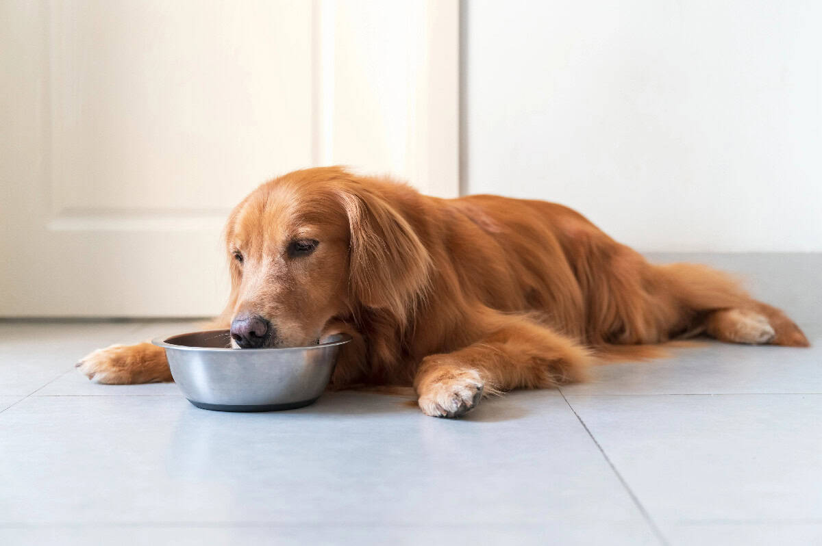 Golden-coated dog lying on the floor with its head resting on a stainless-steel food bowl.