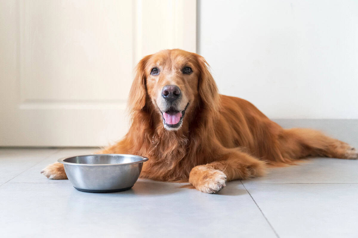 Golden-coated dog sitting on the floor next to a stainless-steel food bowl and looking up happily.