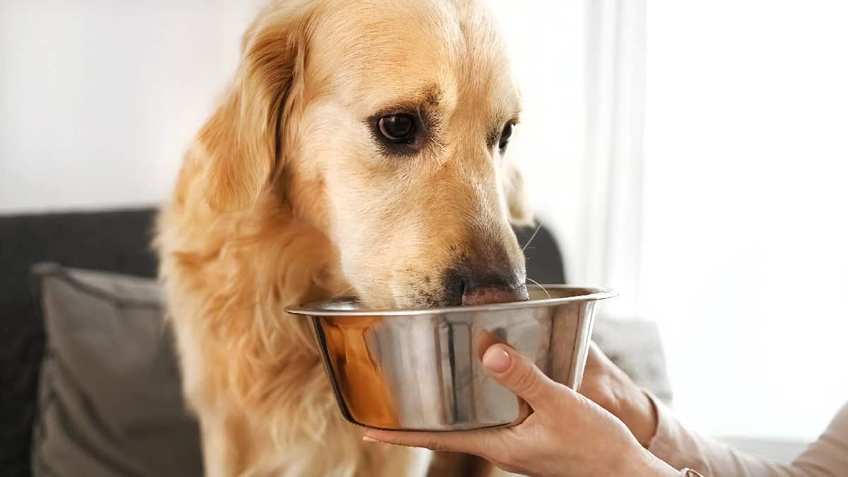Golden dog eating from a bowl held by a person’s hands.