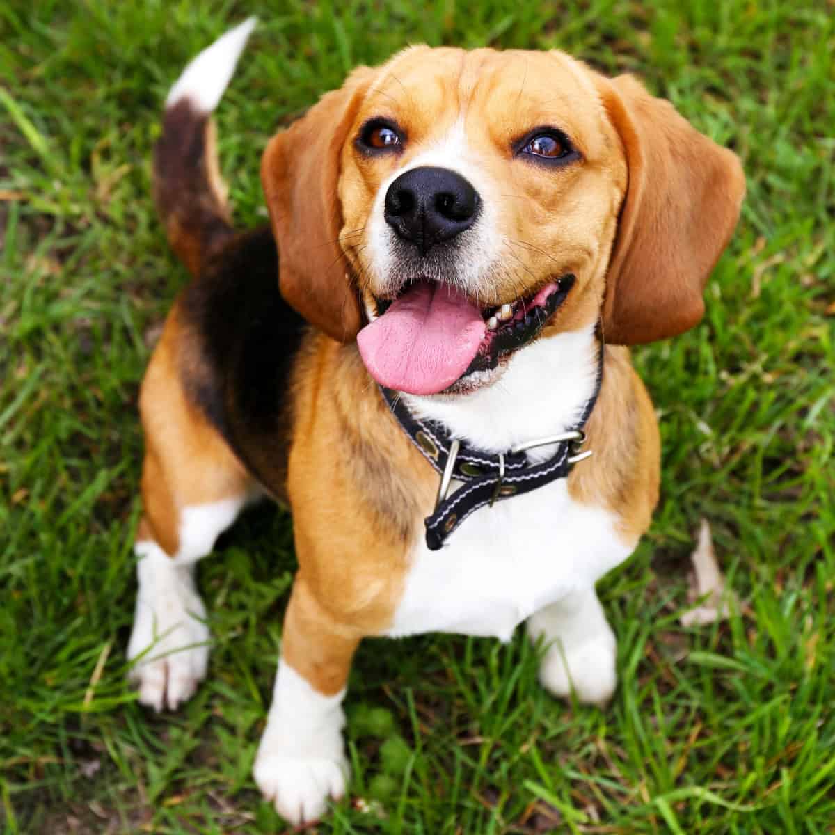 Happy Beagle sitting on green grass with its tongue out.