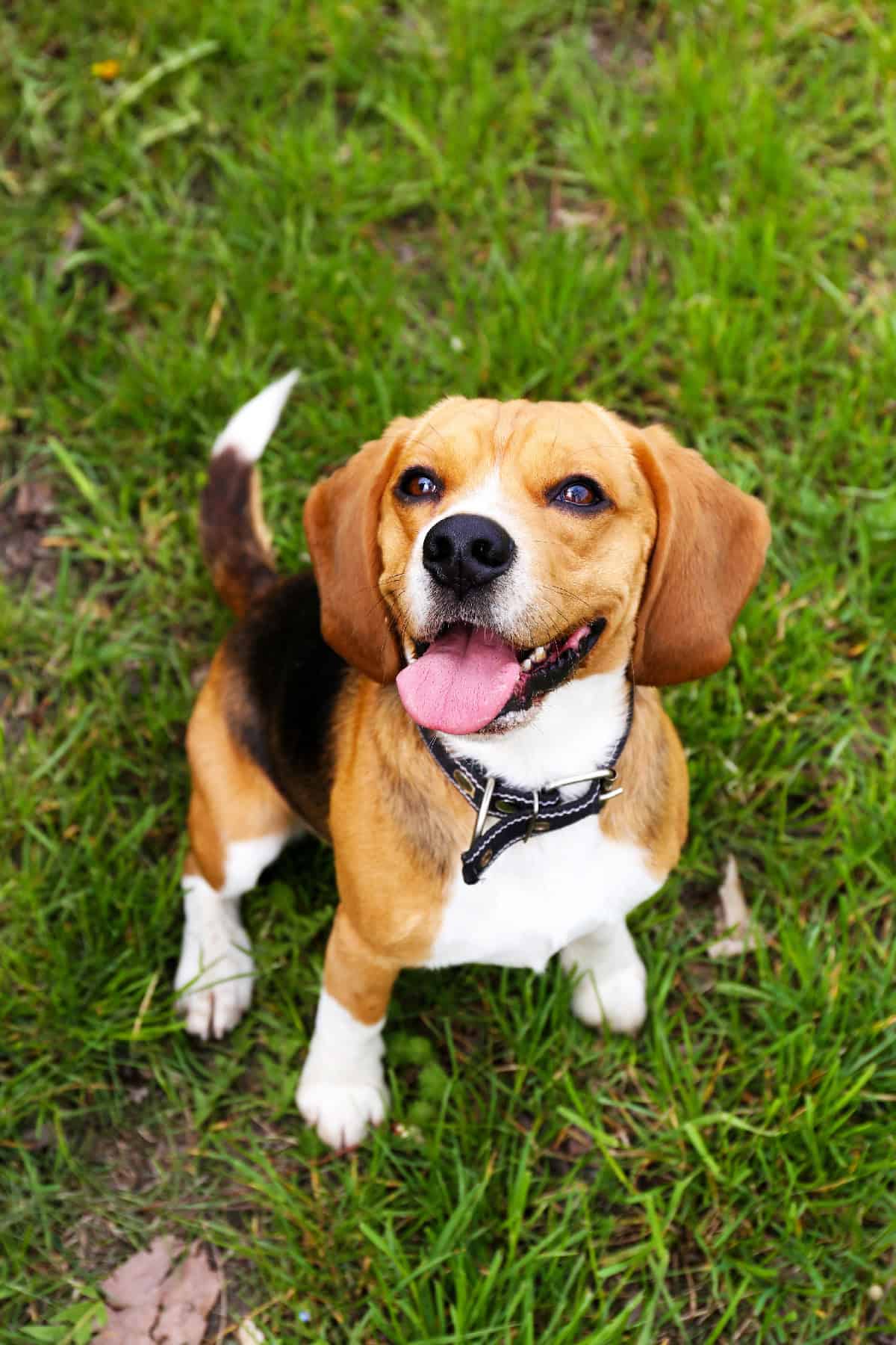 A happy beagle sitting on green grass with its tongue out and wearing a black collar, looking up at the camera.