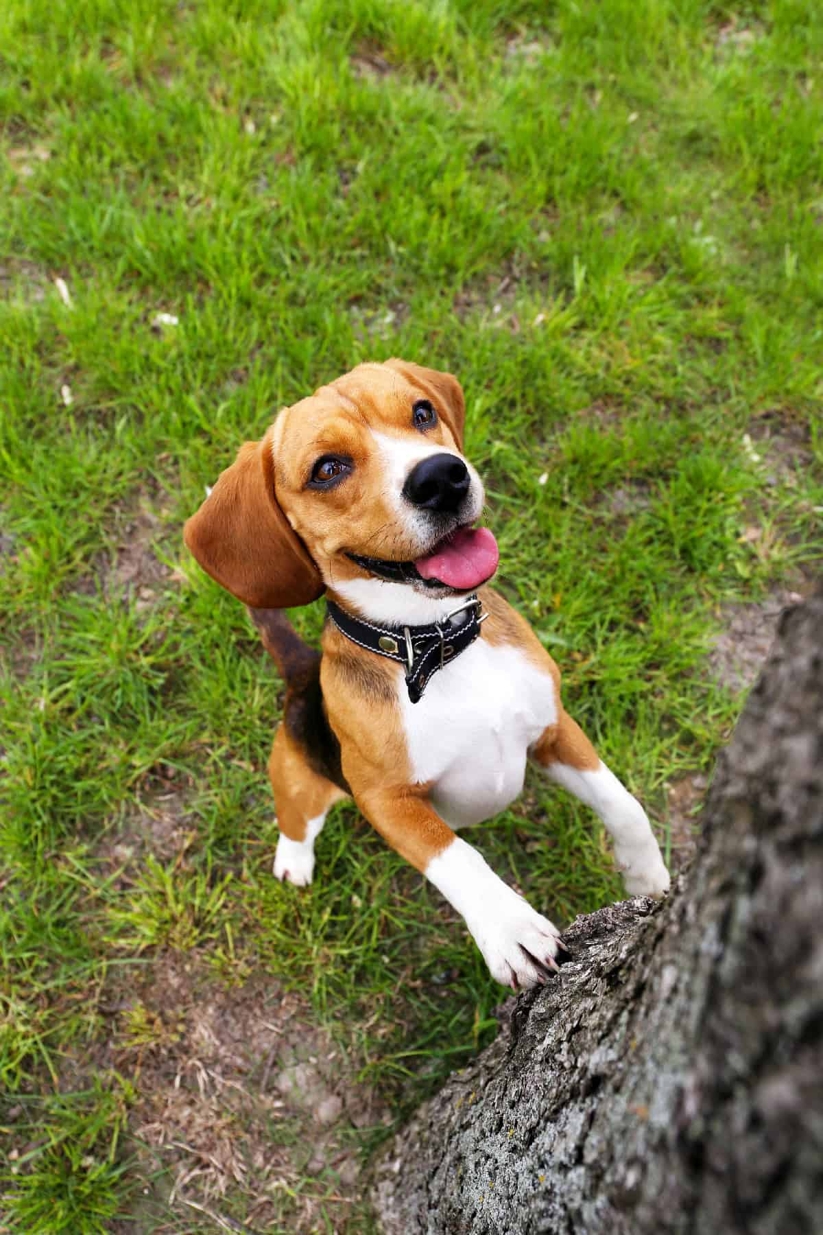 A playful beagle standing on its hind legs with front paws on a tree trunk, looking up with its tongue out.