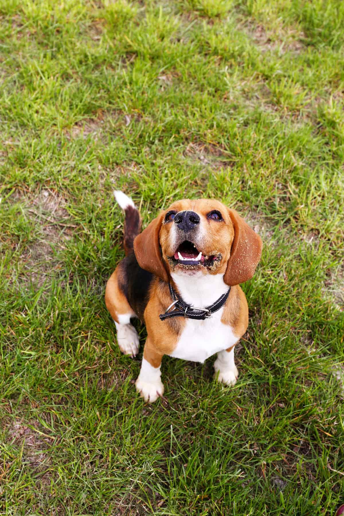 A beagle sitting in grassy outdoor area with bits of dirt on its face, looking up with its mouth slightly open.