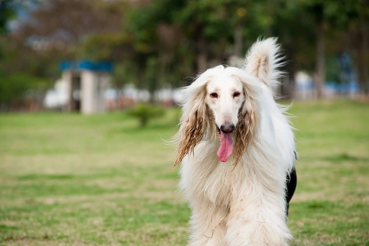 Long-haired Afghan Hound running on grass with its tongue out in a park.