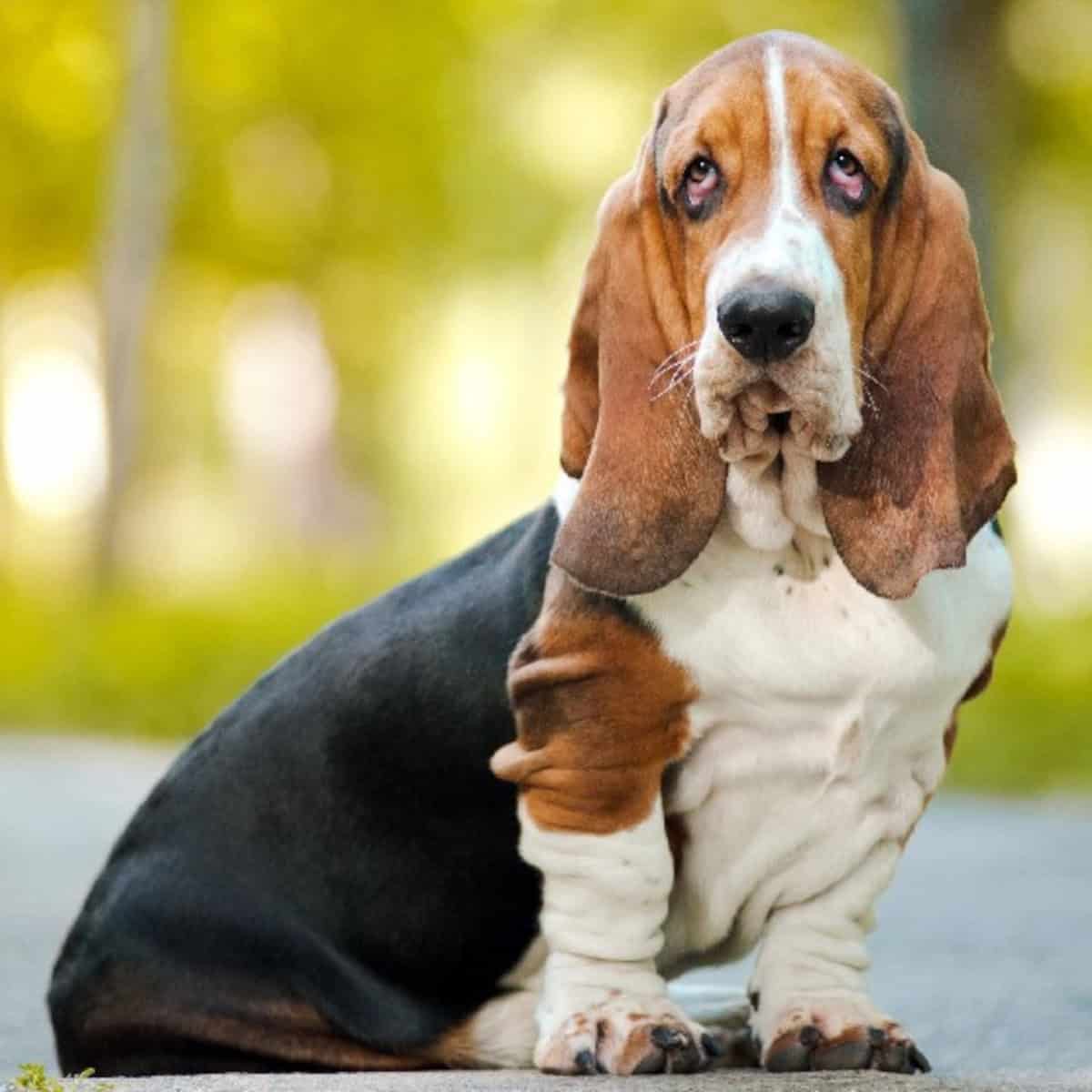 A Basset Hound sitting outdoors on a sunny day with its long ears hanging down and a calm, gentle expression.
