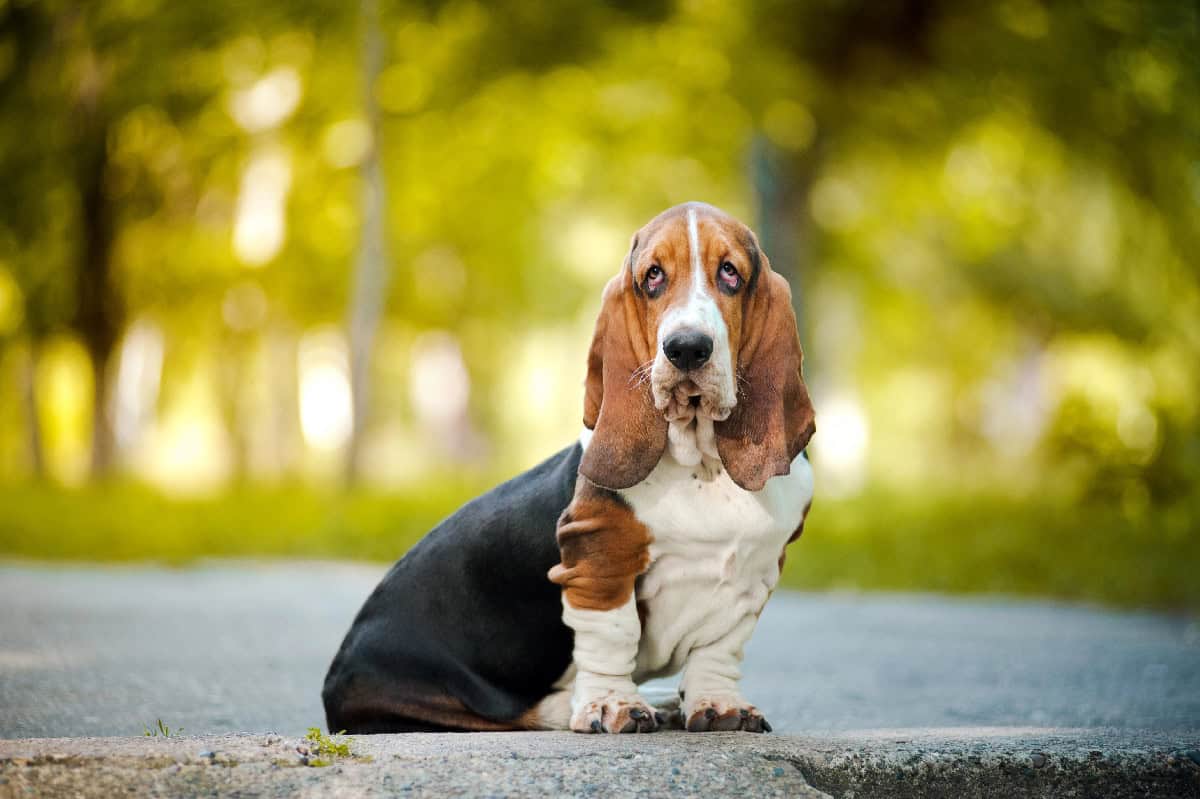 A Basset Hound sitting outdoors with its long ears hanging down and a calm, gentle expression.