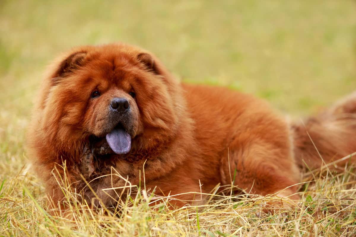 Chow Chow dog lying on dry grass with its blue tongue visible.