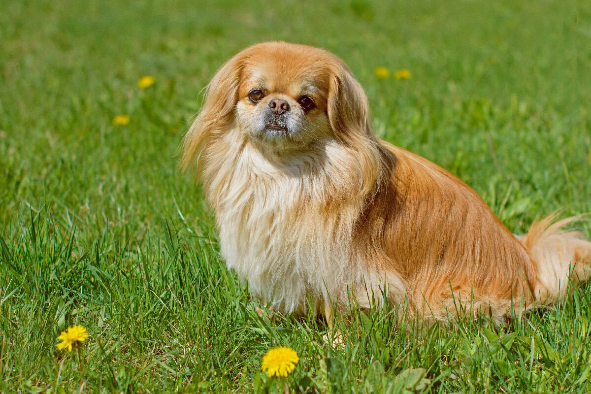 Pekingese dog sitting on green grass with yellow dandelions.