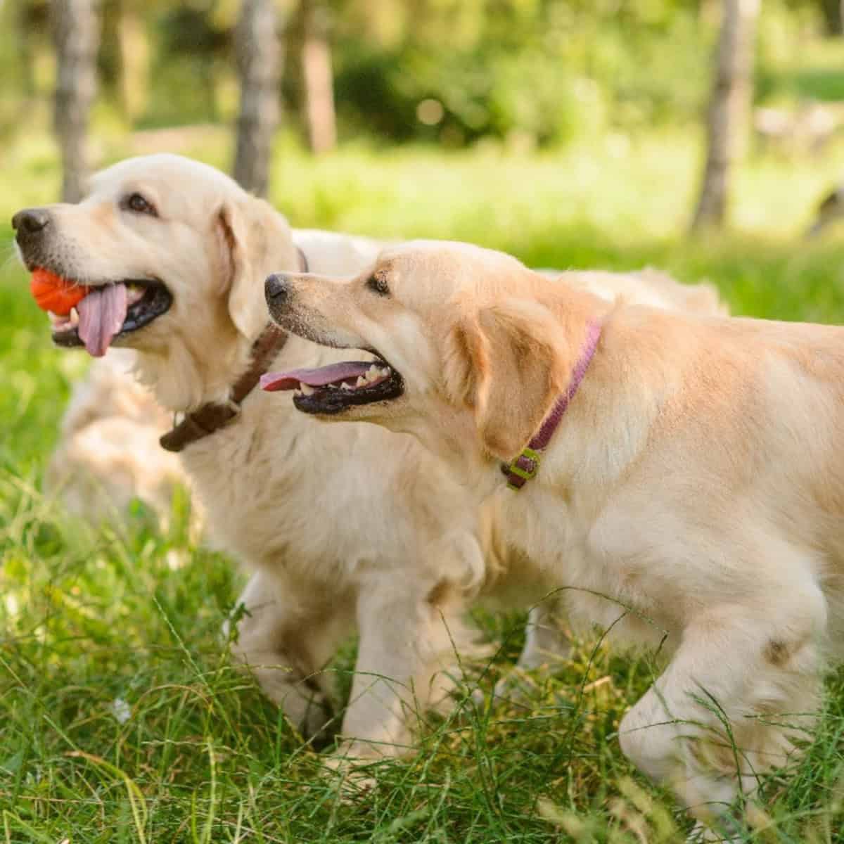 Two Golden Retrievers running in the grass, one carrying an ball during outdoor playtime.