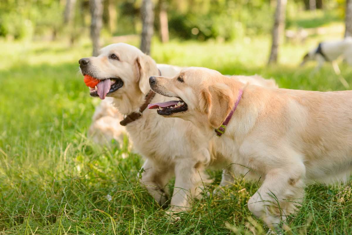 Two Golden Retrievers running in the grass, one carrying an orange ball during outdoor playtime.