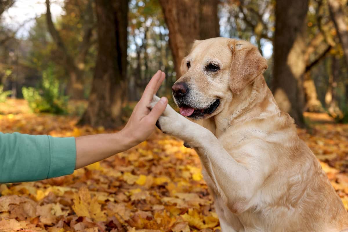 Golden Retriever giving a high-five to a person in a park surrounded by autumn leaves.