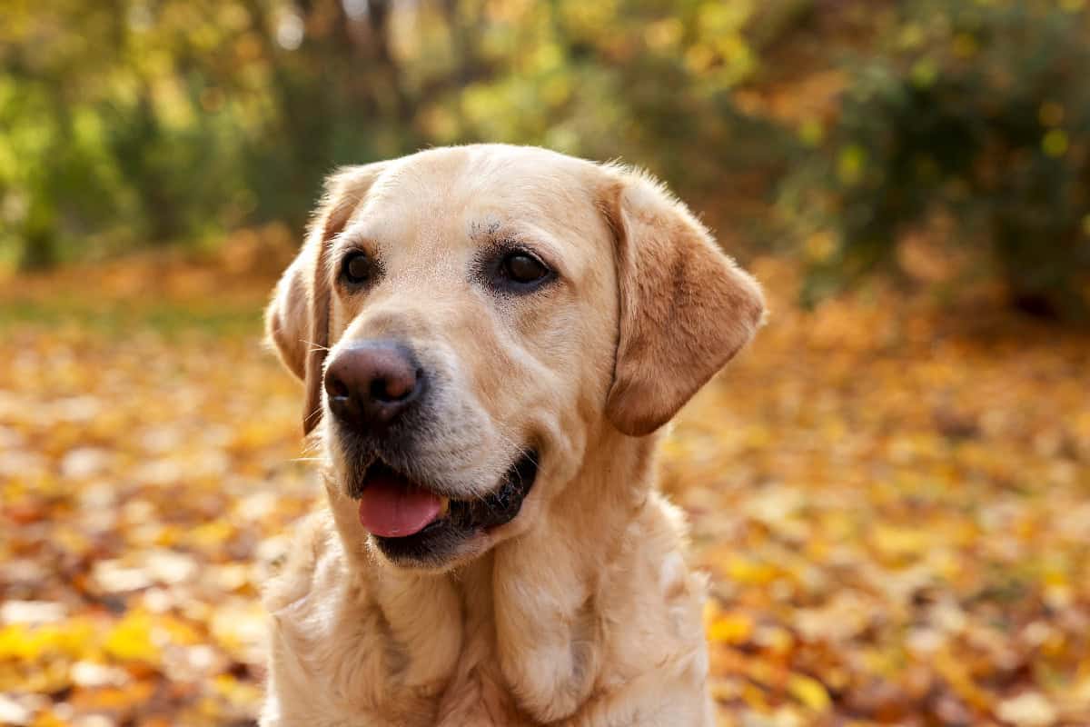 Close-up portrait of a Golden Retriever outdoors with fall foliage in the background.