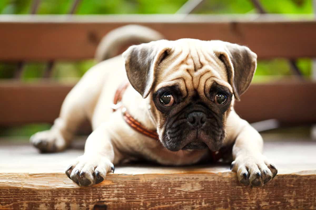 A cute pug lying on a wooden bench with its head down, showing expressive wrinkled features and big round eyes.