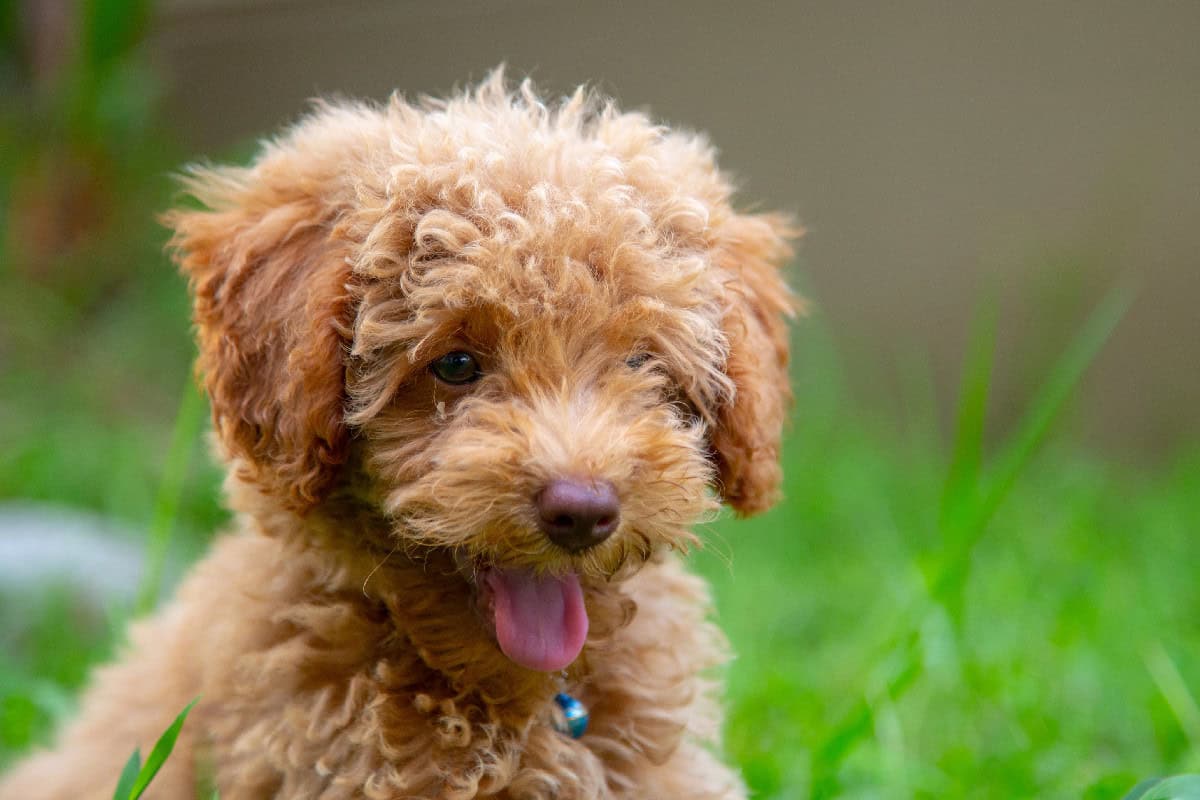 A curly-haired toy poodle puppy sitting in the grass with its tongue out, looking playful and happy.
