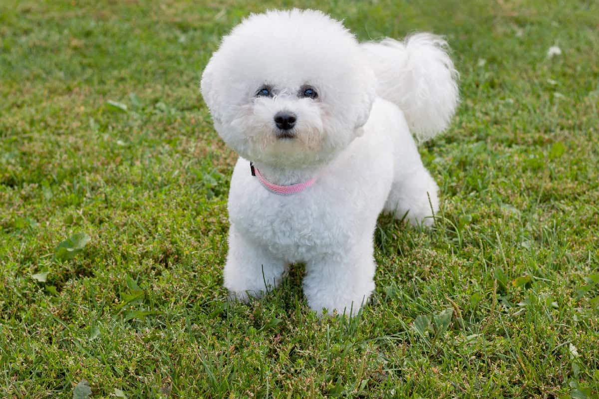 A fluffy white Bichon Frise standing on green grass, looking forward with a round, cloud-like coat and a pink collar.
