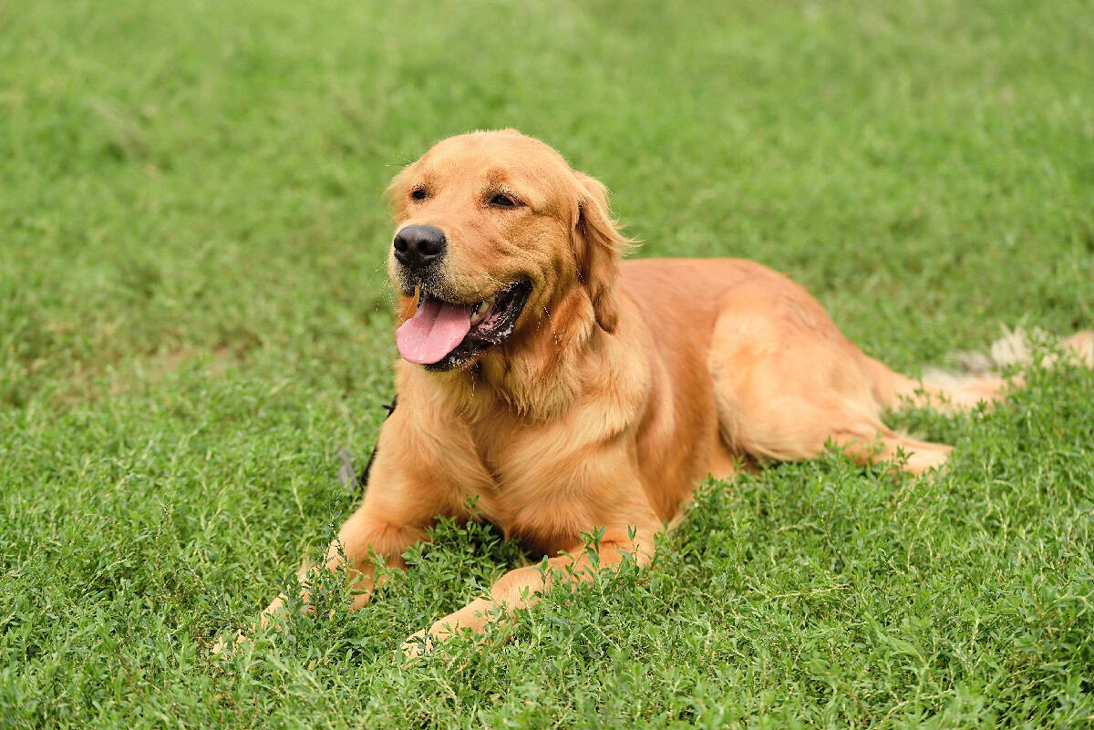 A happy Golden Retriever lying in green grass with its tongue out, enjoying a sunny day outdoors.