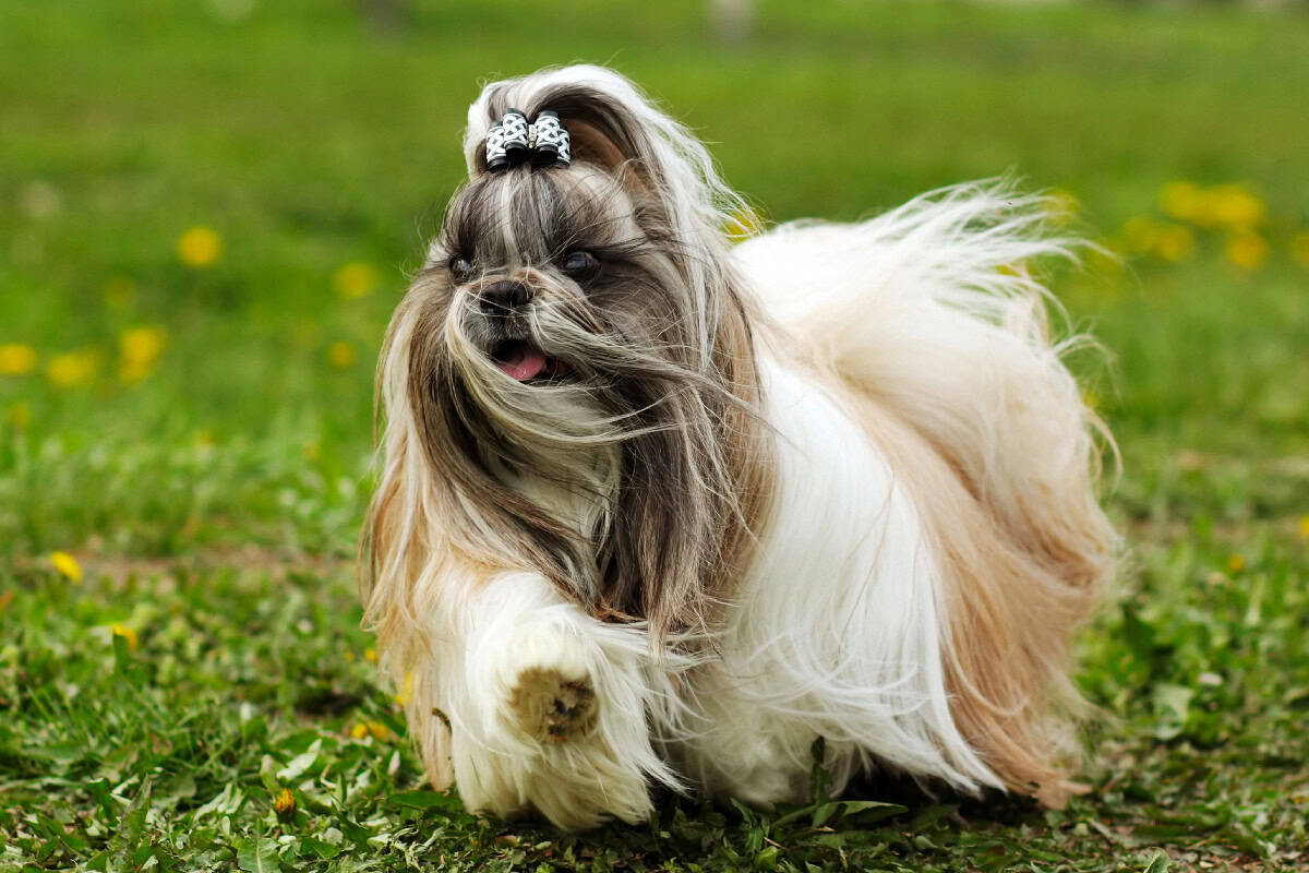 A long-haired Shih Tzu running through the grass with its silky coat flowing and a bow on top of its head.