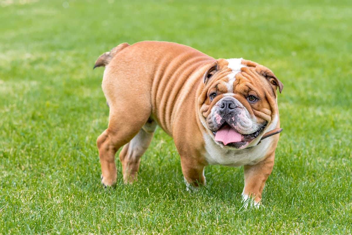 An English Bulldog standing on green grass with a wrinkled face, stocky body, and its tongue sticking out.