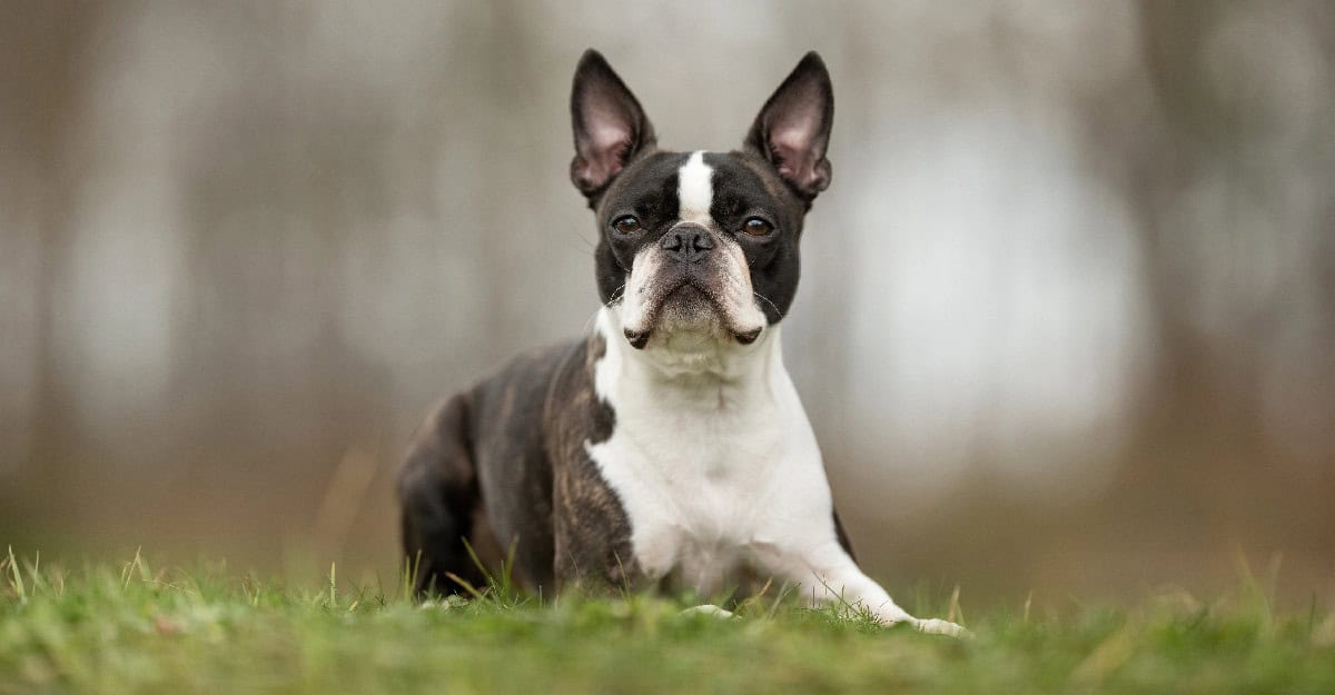 A Boston Terrier sitting alertly in the grass with upright ears and a black-and-white coat.