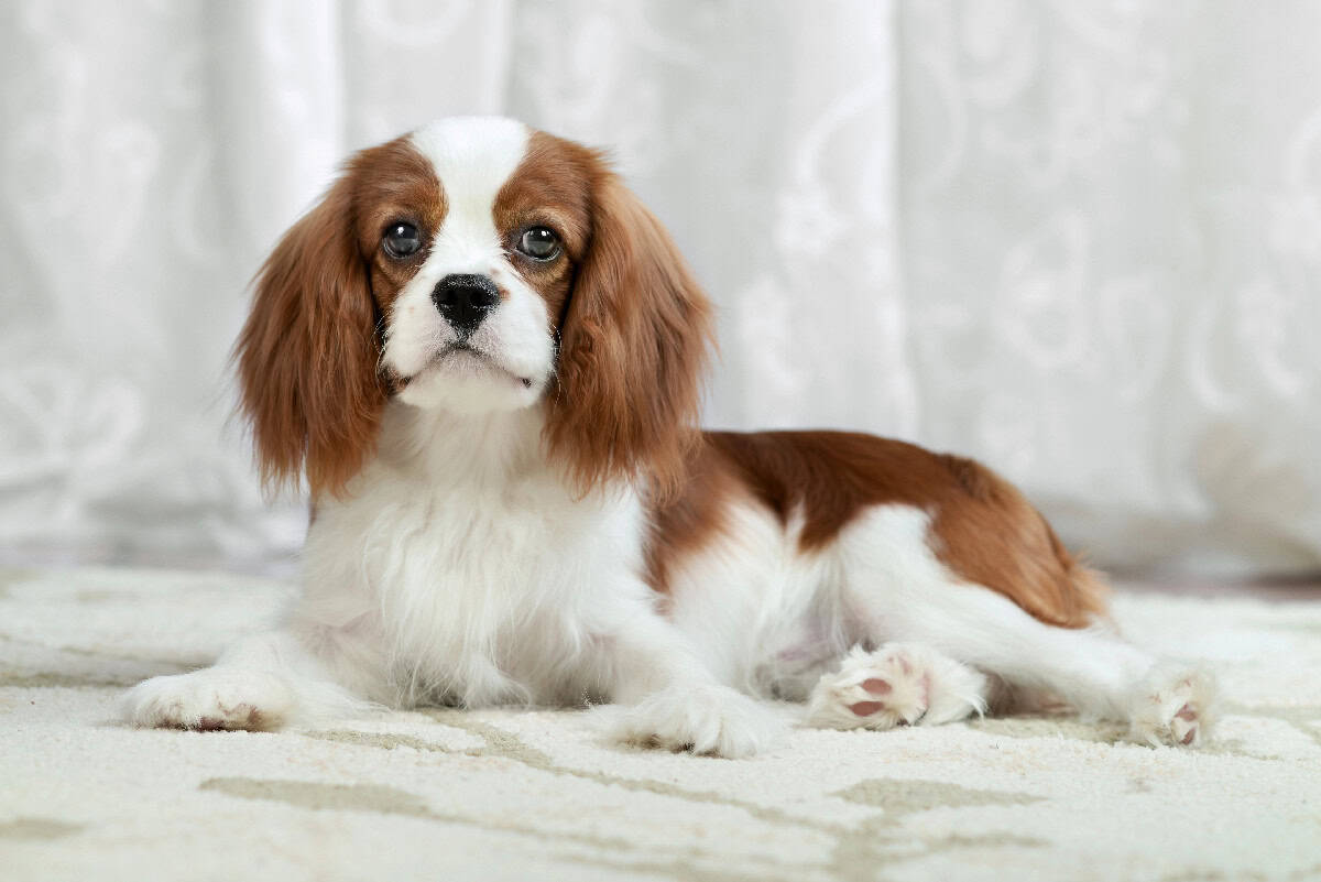 A Cavalier King Charles Spaniel lying indoors with soft brown-and-white fur and gentle expressive eyes.