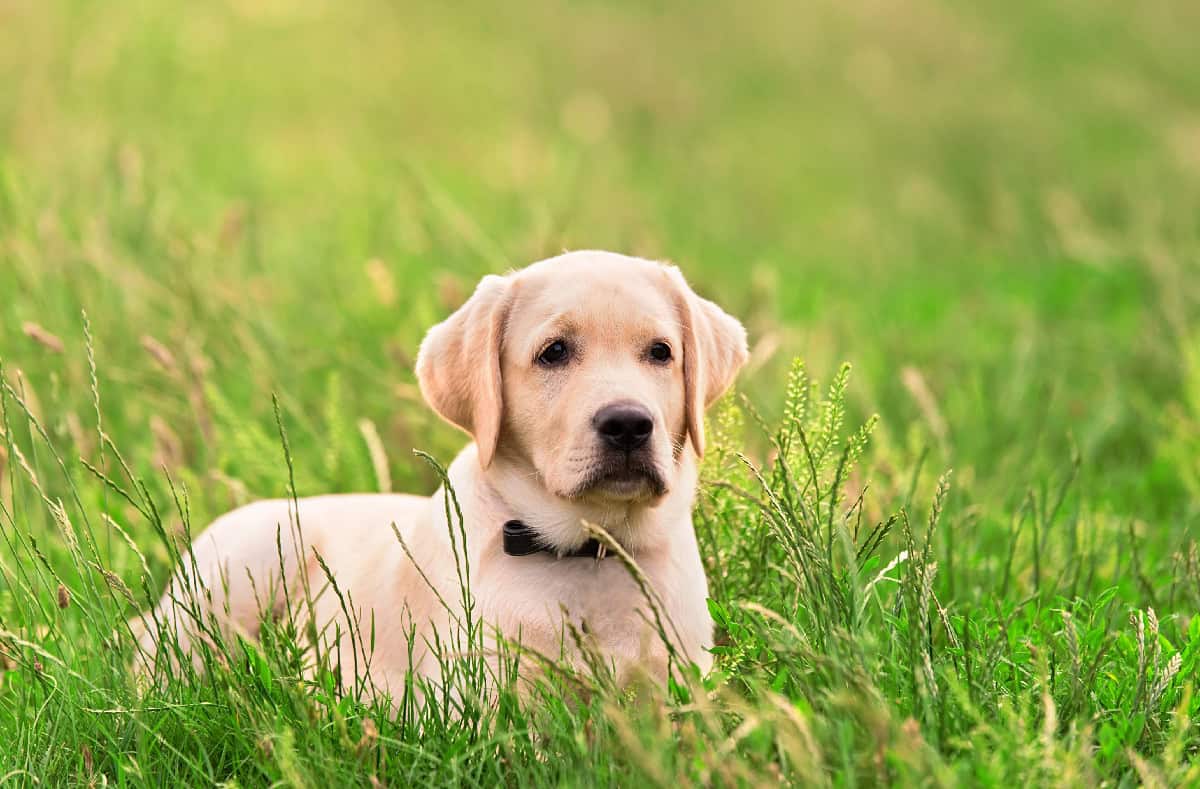 A Labrador Retriever puppy sitting in tall grass, looking curious with its light yellow coat.