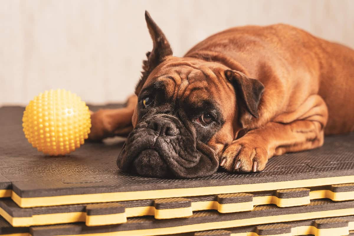 A Boxer dog lying down next to a yellow textured ball, looking relaxed with its head resting on the mat.