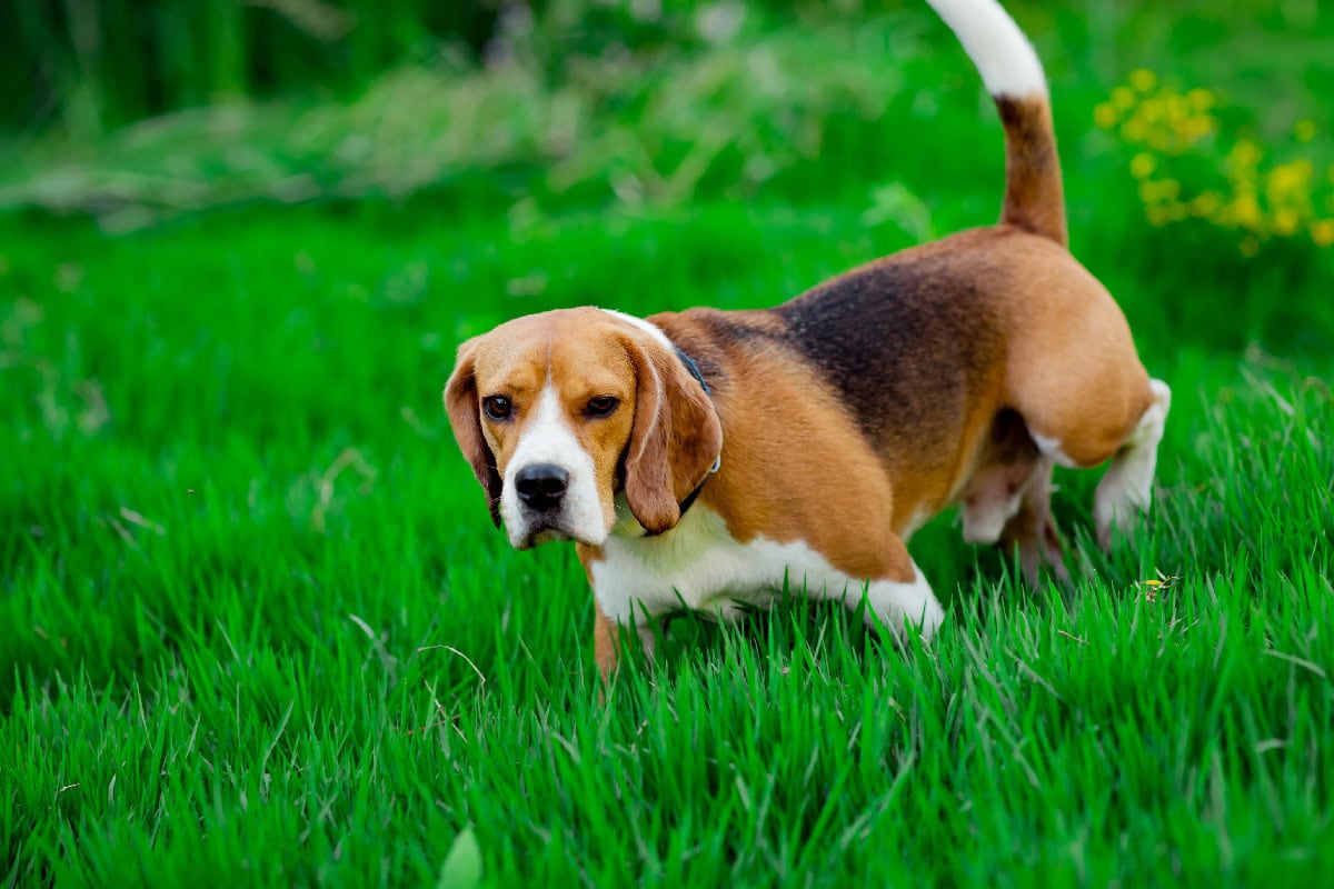 A Beagle walking through lush green grass with its tail up and its classic tri-color coat visible.
