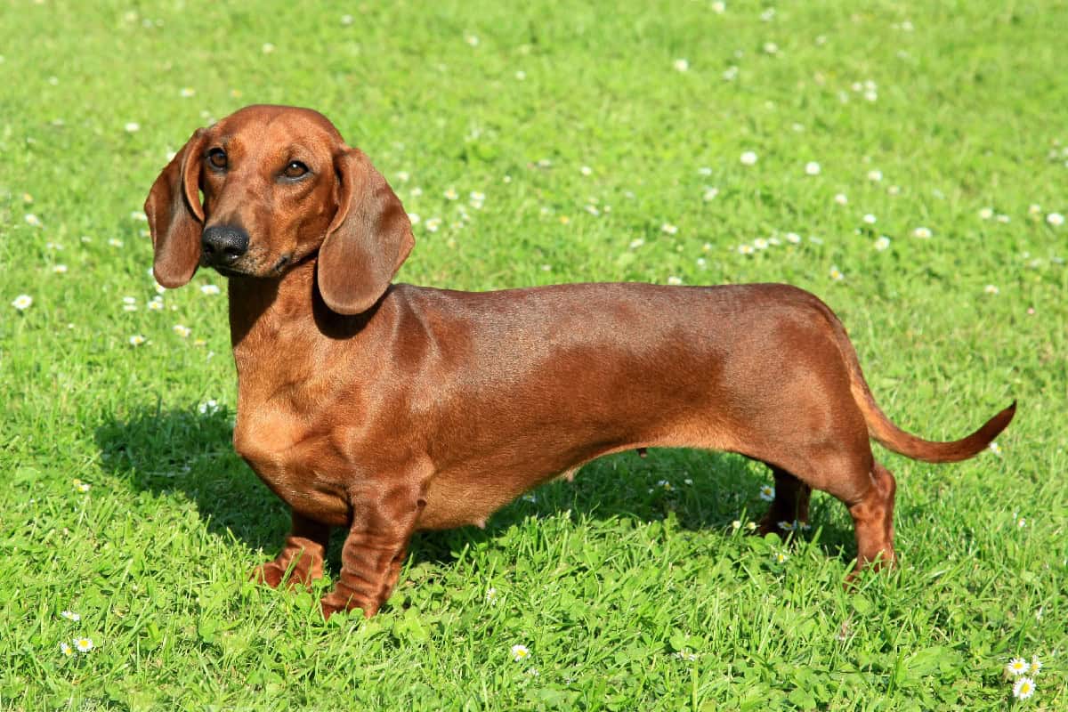 Short-legged brown dog standing on green grass, looking forward with long ears and a smooth coat.