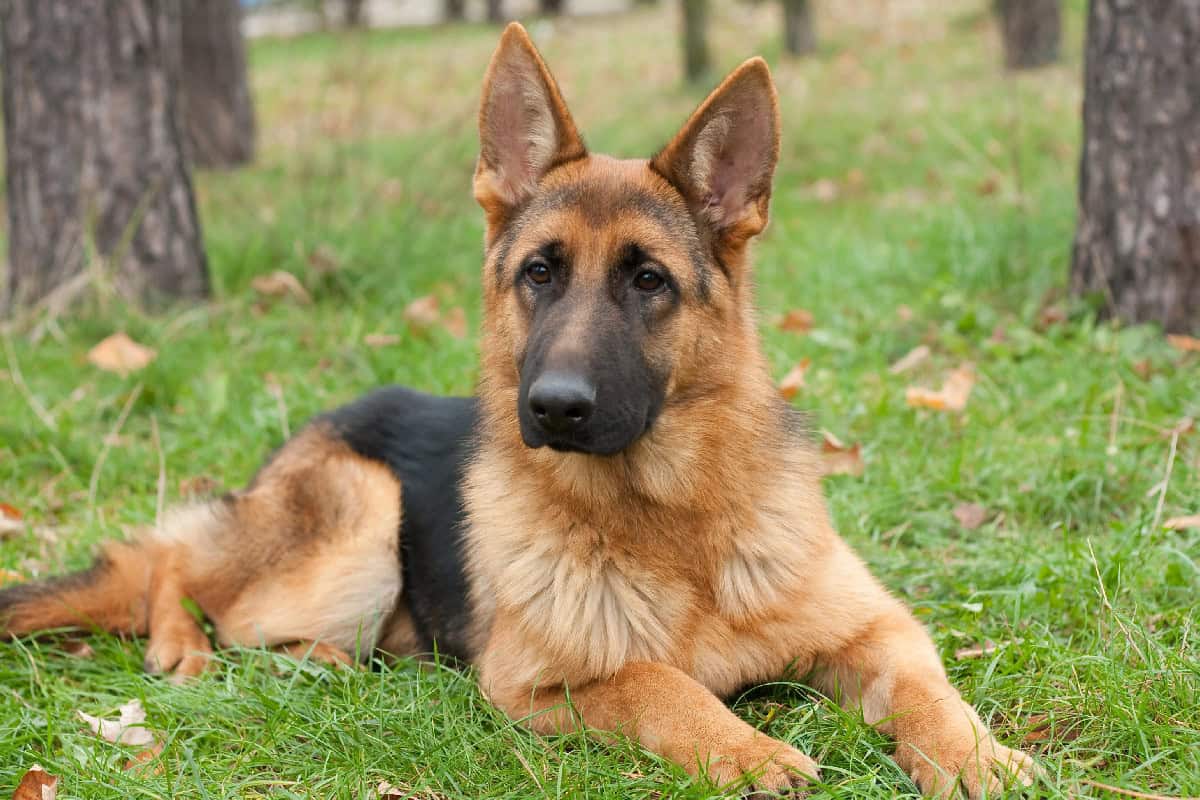 Tan and black dog lying on grass in a wooded area, looking alert with upright ears.