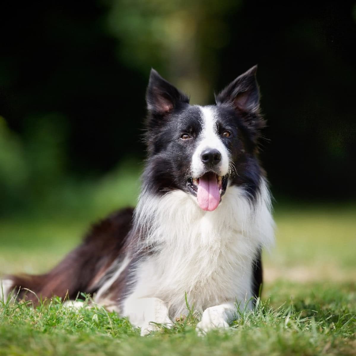 Black and white dog lying on green grass, looking forward with its tongue out and ears perked up on a sunny day.
