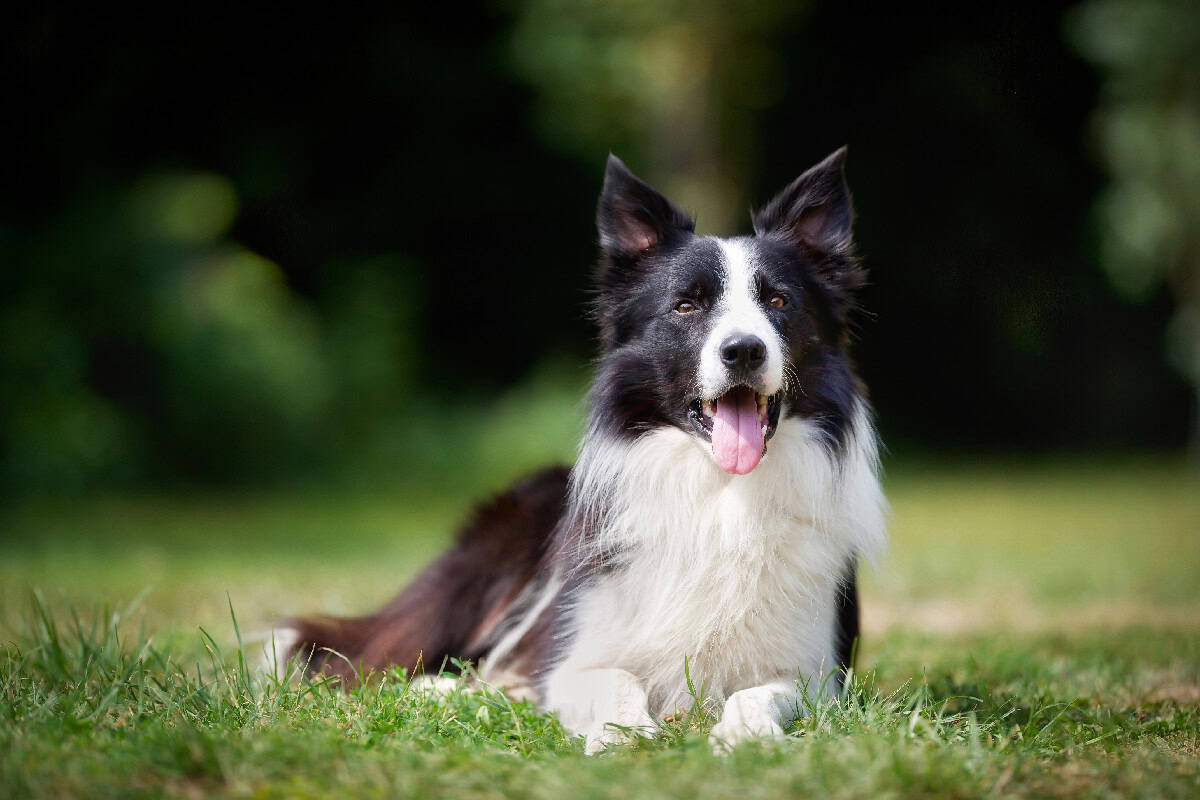 Black and white dog lying on grass with its tongue out, looking forward on a sunny day.