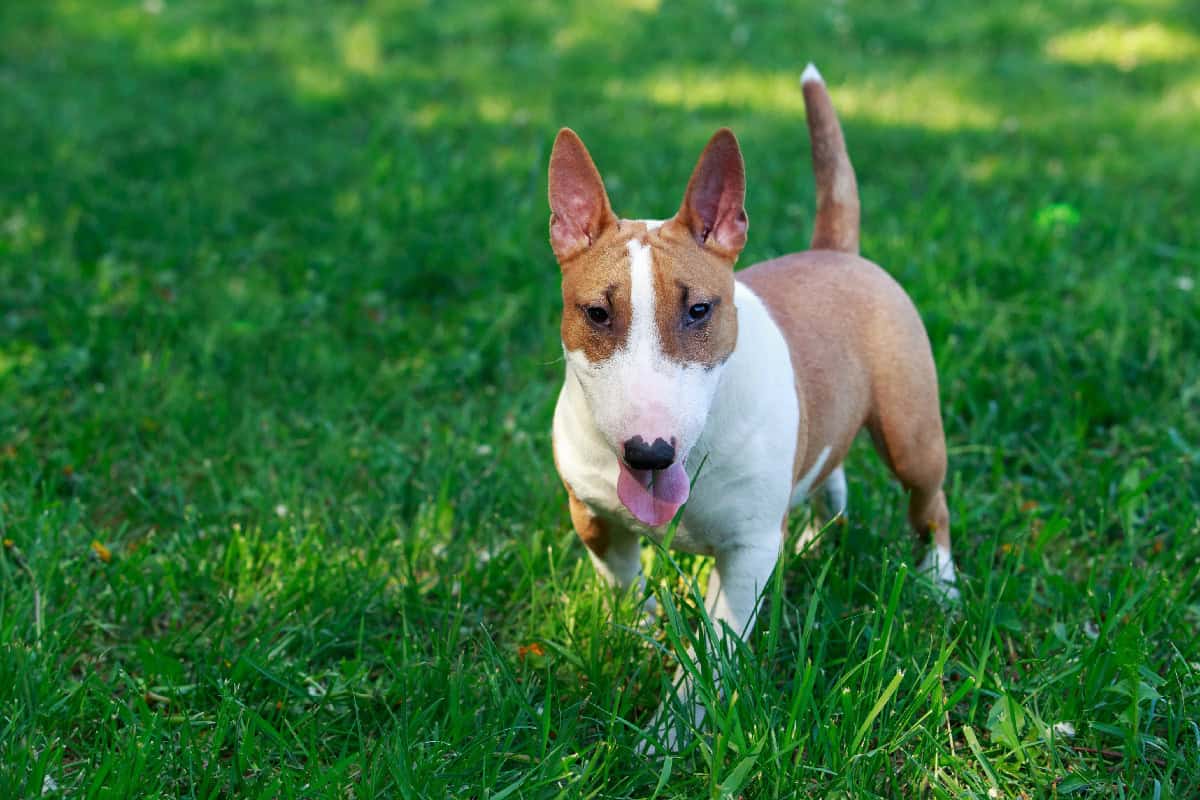 White and tan dog standing on grass, looking forward with pointed ears and its tongue slightly out.