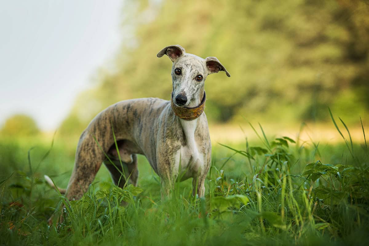 Lean, light-colored dog with a slender build standing in tall grass, tilting its head slightly while looking forward.