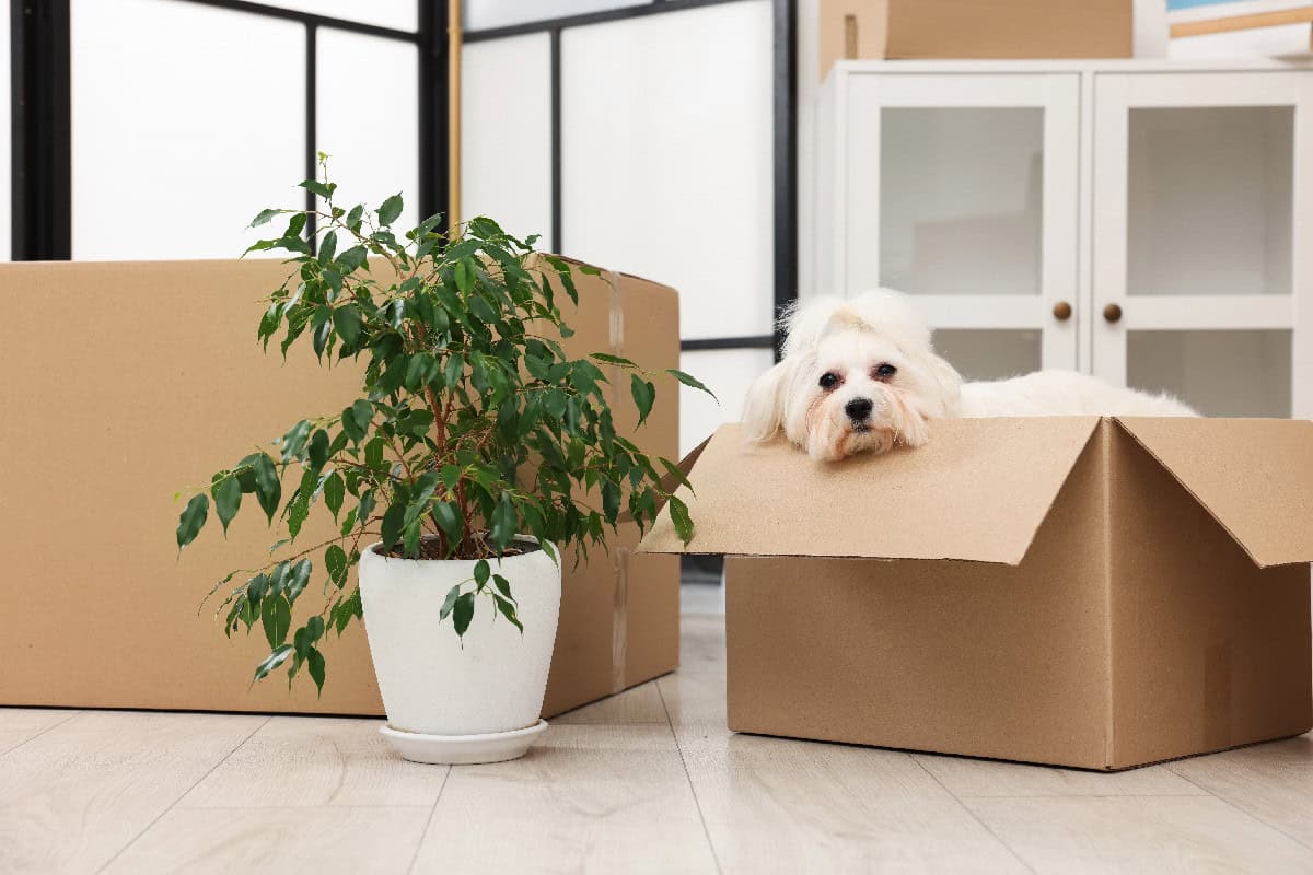 A small white dog resting its head on the edge of a cardboard moving box beside a potted plant in a room with packed boxes.