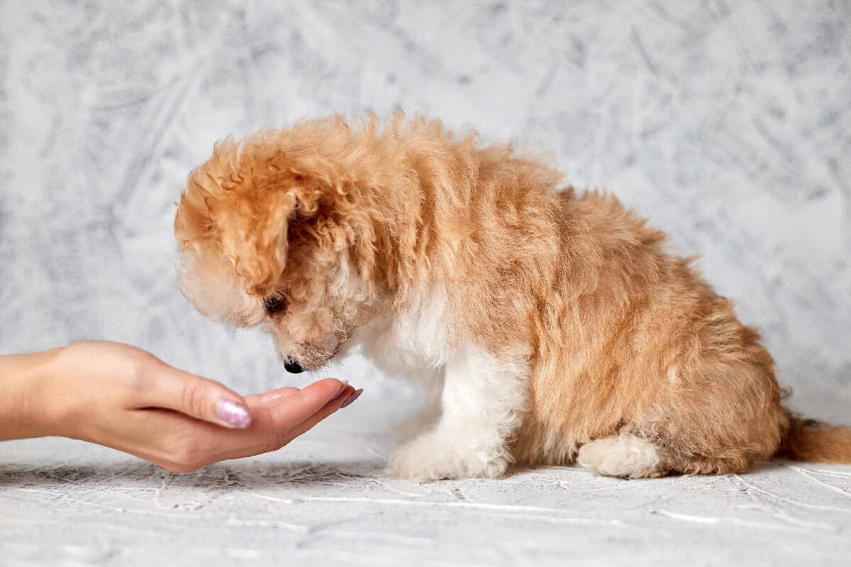 Small curly-haired puppy sniffing a person’s hand during training.